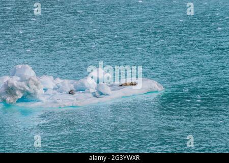 Seehunde in der Alaska Glacier Bay schlafen auf dem Wasser der Gletscher Eis auf dem blauen Meer. Kreuzfahrt zum Glacier Bay National Park. Stockfoto