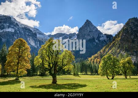 Bergahorn im Herbst Blätter mit Geiselstein im Hintergrund, Wankerfleck, Ammergauer Alpen, Ammerberge, Schwaben, Bayern, Deutschland Stockfoto