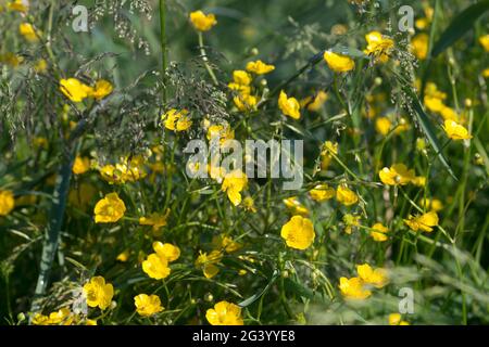 Ranunculus acris, gemeine Butterblume gelbe Blüten im Mädel Nahaufnahme selektiver Fokus Stockfoto