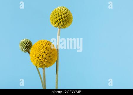 Drumstick-Blüten, Craspedia globosa, mit Kopierfläche auf himmelblauem Hintergrund Stockfoto