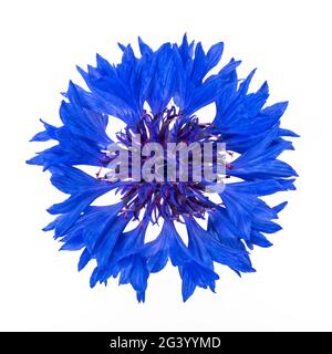 Lebendige blaue Kornblumenblüte Draufsicht, isoliert auf weißem Hintergrund Stockfoto