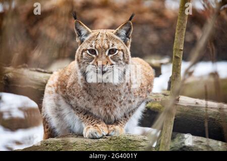 Luchs Porträt im Herbst Stockfoto