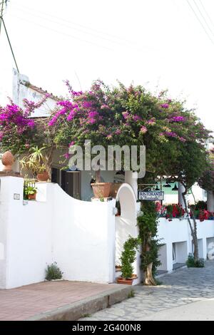 Straße mit Restaurant und bougainville in Capri, Italien Stockfoto