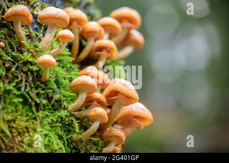 Pilze wachsen auf einem moosigen Baumstamm, Bodetal, Harz, Sachsen-Anhalt, Deutschland Stockfoto