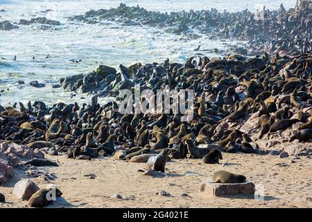 Kolonie von Seehunden Stockfoto