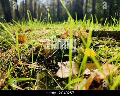 Gelbe Blätter liegen auf einem grünen Gras, Pilz, Panorama der ersten Herbsttage in einem Park, blauer Himmel, Knospen von Bäumen, Trunks of bir Stockfoto