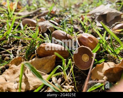Gelbe Blätter liegen auf grünem Gras, Eicheln, Panorama der ersten Herbsttage im Park, blauer Himmel, Knospen von Bäumen, Birkenstämme Stockfoto