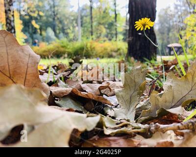 Nahaufnahme der gelben Blätter liegen auf einem grünen Gras, Herbst im Park, blauer Himmel, Knospen von Bäumen, Birken-Trunks, sonniger Tag, pa Stockfoto