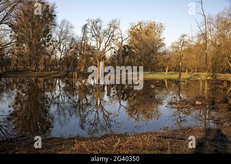 Hochwasser in der Auenlandschaft Urdenbacher Kaempe, Naturschutzgebiet, Düsseldorf, Deutschland, Europa Stockfoto