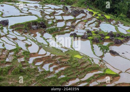 Landschaft mit terrassierten Reisfeldern in Tana Toraja auf Sulawesi Stockfoto