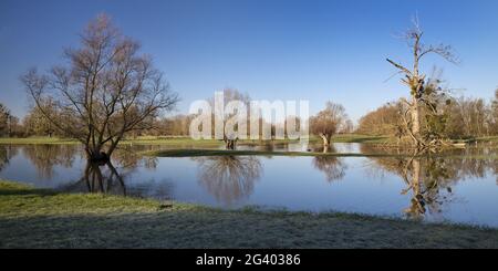Hochwasser in der Auenlandschaft Urdenbacher Kaempe, Naturschutzgebiet, Düsseldorf, Deutschland, Europa Stockfoto