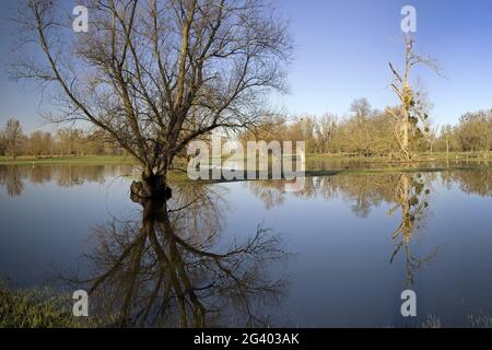 Hochwasser in der Auenlandschaft Urdenbacher Kaempe, Naturschutzgebiet, Düsseldorf, Deutschland, Europa Stockfoto
