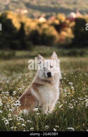 Halbbrüter weißer Schweizer Schäferhund sitzt im grünen Kamillenfeld und blickt aufmerksam nach vorne. Hund geht im Park in Lichtung zwischen wilden Blumen und Gras. Be Stockfoto
