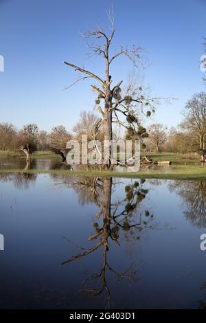 Hochwasser in der Auenlandschaft Urdenbacher Kaempe, Naturschutzgebiet, Düsseldorf, Deutschland, Europa Stockfoto