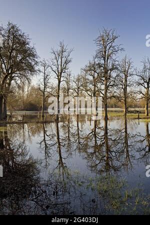 Hochwasser in der Auenlandschaft Urdenbacher Kaempe, Naturschutzgebiet, Düsseldorf, Deutschland, Europa Stockfoto