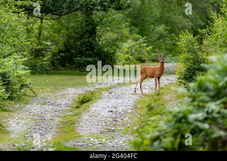 Jungbock, ein männliches Reh, East Dartmoor Nature Reserve, Devon, Großbritannien Stockfoto