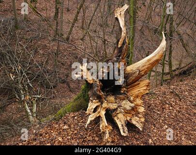 Gefallene Buche am Wanderweg auf den Schwäbischen Alpen, deutschland Stockfoto