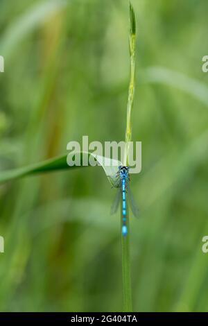 Damselfly common coenagrion (Coenagroin puella) blaues Männchen mit schwarzen Bändern und U-förmiger Markierung auf Segment zwei des Abdomens, der auf Vegetation ruht Stockfoto