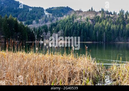 Schilf (Phragmites australis) am Ufer mit Pollen, Schilf, Spitzingsee, Bayern, Deutschland Stockfoto