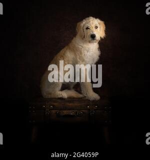 Eleganter Labradoodle auf einem Koffer-Hundeportrait Stockfoto