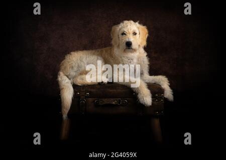 Studio lit Labradoodle Welpenportrait Stockfoto