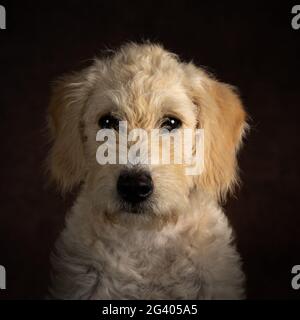 Labradoodle Welpe vor dunklem Hintergrund Stockfoto