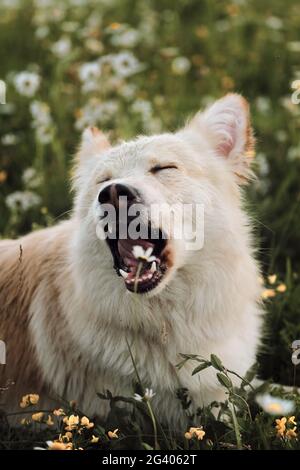 Die halbe Rasse des weißen Schweizer Schäfers liegt im Feld zwischen Gänseblümchen und gähnt mit weit geöffnetem Mund. Liebenswert weiß shaggy Hund Mongrel ist entspannend auf wa Stockfoto