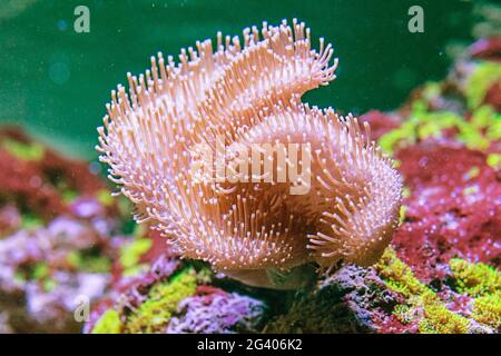Schönes Exemplar der Sarcophyton-Koralle Stockfoto