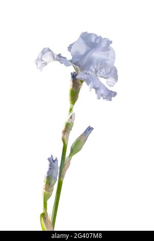 Hellblaue Iris isoliert auf weißem Hintergrund Stockfoto