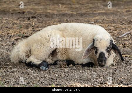 Niedliches Lamm, das im Hof ruht Stockfoto