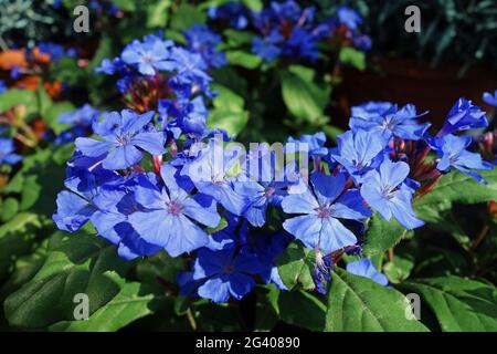 Chinesischer Plumbago Stockfoto