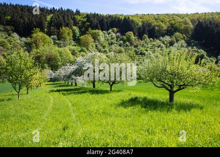 Apfelbäume in voller Blüte auf einer üppigen Wiese im Frühjahr, bei Reicholzheim, bei Wertheim, Spessart-Festland, Franken, Baden-Württemberg, Deutschland, Eur Stockfoto