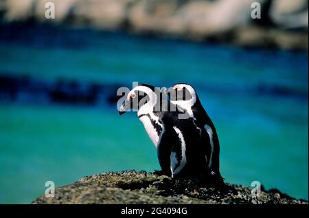 SÜDAFRIKA, KAP-STADT-HALBINSEL. PINGUINS AM STADTSTRAND VON SIMONS Stockfoto