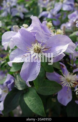 Hellblaue Clematis Stockfoto