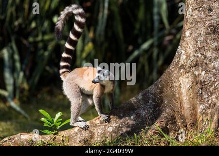 Ringschwanzmaki, Lemur catta, Nahampoana Reserve, Süd-Madagaskar, Afrika Stockfoto
