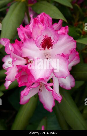 Rhododendron Stockfoto