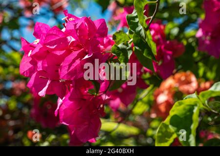 Lila Blüten einer Bougainvillea, Moorea, Windward Islands, Französisch-Polynesien, Südpazifik Stockfoto