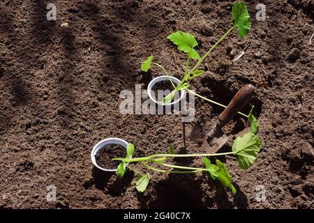 Gartenarbeiten im Frühling. Junge Pflanzen in den Boden Pflanzen. Zucchini-Sämlinge. Stockfoto