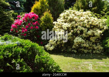 Riesige Sträucher blühender Rhododendren. Der Beginn des Sommers im Garten. Stockfoto