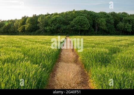 Ein Feld aus jungem grünen Weizen mit chemisch abgetöteten Fußwegen, die mit einer Waldlinie am Horizont entlang führen Stockfoto