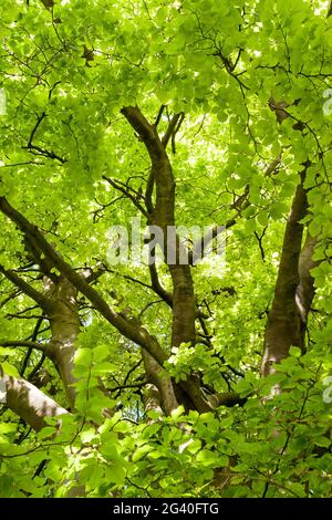 Nahaufnahme von einer Buche (Fagaceae) in einem englischen Garten Stockfoto