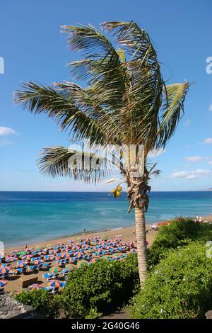 Kokospalme (Cocos nucifera) Baum auf Lanzarote Stockfoto