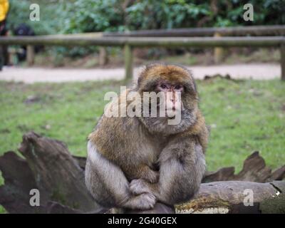 Barbary Macaques leben wie sie in der Wildnis Stockfoto