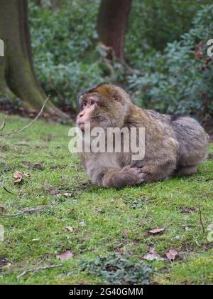 Barbary Makaken leben, wie sie in der Wildnis, liegen auf dem Gras beobachten die anderen Stockfoto