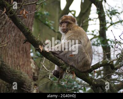 Barbary Macaques leben wie in der Wildnis, sitzen auf einer Baumspitze und beobachten die Welt vorbei Stockfoto