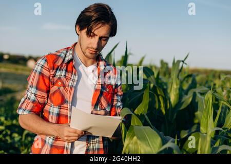 Landwirt, der im Maisfeld steht und die Ernte untersucht. Ein junger Agronom in einem karierten Hemd studiert Dokumente. Stockfoto