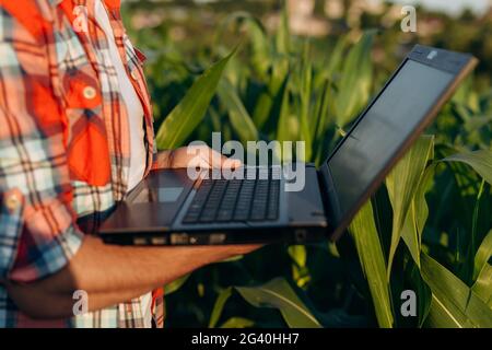 Agronom mit Computer in einem landwirtschaftlichen Maisfeld. Landwirtschaft, Pflanzenüberwachung. Nahaufnahme eines offenen Laptops auf einem Feld. Stockfoto