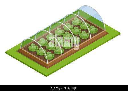 Isometrisches Gewächshaus isoliert auf Weiß. Wachsende Sämlinge im Gewächshaus. Pflanzen ernten im Gewächshaus Stock Vektor