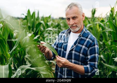 Agronom, der in einem Maisfeld steht und die Maisernte überprüft. Seitenansicht eines Bauern. Der Mann schaut direkt in die Kamera. Stockfoto