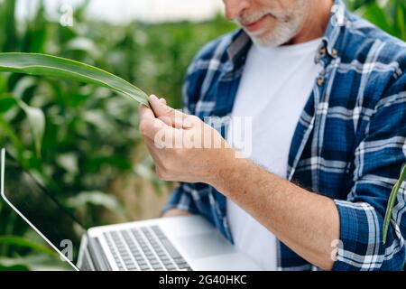 Ein Bauer hält ein Maisblatt in der Hand. Agrarkonzept. Das Ergebnis der Arbeit, der Agrarindustrie. Stockfoto